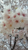 美桜