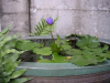 此花朔耶