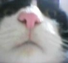 パンダネコ