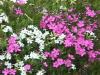 cosmos47